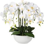Weiße Künstliche Orchideen | kaufen 2024 Trends Günstig online 