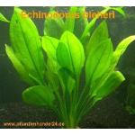 10 Töpfe Echinodorus Bleheri, Wasserpflanzen