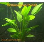 10 Töpfe Echinodorus Foxtail, Wasserpflanze