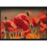 Rote 1art1 Schmutzfangmatten & Fußabtreter mit Blumenmotiv aus Polyamid maschinenwaschbar 