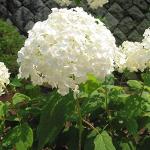 Weiße Hortensien 