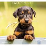 ALPHA EDITION Bildkalender mit Hundemotiv 