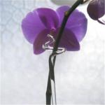 Orchideenstäbe aus Glas 
