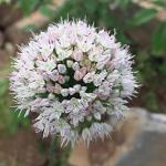 Allium Zwiebeln 5-teilig 