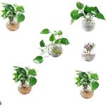Weiße Runde Pflanzenampeln & Blumenampeln aus Glas 