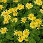 Gelbe Blumen & Pflanzen 