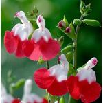 6 x Salbei 'Hot Lips' - Salvia Microphylla 'Hot Lips' Topf 9x9cm: Heißblütige Pflanze für Ihren Garten