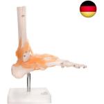 66Fit Anatomisches Modell des Fußgelenkes mit Bändern