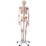 66fit Human Numbered Skelett mit Muskeln und Bändern, weiß, 180 cm