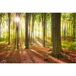 Braune AS Creation Wald-Fototapeten 