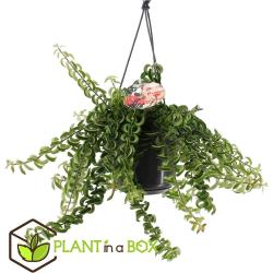 Plant in a Box Aeschynantus Twister - Schamblume Höhe 20-30cm - green 4230151