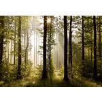 Motiv AG Design Wald-Fototapeten aus Papier 