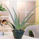Aloe Vera - 1 pflanze