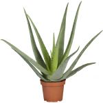 Hellgrüne Aloen & Aloe Vera Pflanzen 