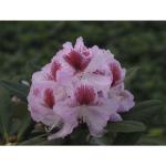 Rhododendron Hybriden 