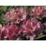 Grüne Rhododendron Hybriden frostfest 