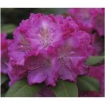 Rosa Rhododendron Hybriden frostfest 