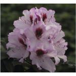 Weiße Rhododendron Hybriden frostfest 