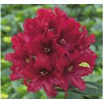 Rote Rhododendron Hybriden frostfest 