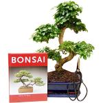 Bonsai Geschenk-Set chin. Liguster mit Buch und Schere (ca. 30-35 cm hoch)