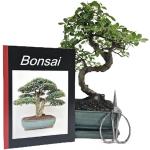 Genki-Bonsai Bonsai Ulmen 4-teilig 