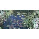 Anti Algen Set für den Teich, Wasserpflanzen, Schw