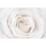 Rosa Blumenmuster Bilder-Welten Fototapeten & Bildtapeten 
