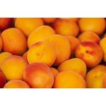 Aprikosenbäume ab 5,63 € günstig online kaufen