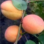 Aprikosenbäume ab 5,63 € online günstig kaufen