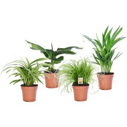 Plant in a Box Areca, Chlorophytum, Cyperus, Musa - Haustierfreundliche Pflanzenmischung 4er Set Höhe 25-40cm - grün 9910124