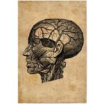 artboxONE Poster 60x40 cm Anatomie Menschen Anatomie des Kopfes - Bild Anatomie des Kopfes Anatomie des Kopfes Kopf