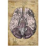 artboxONE Poster 90x60 cm Anatomie Menschen Steampunk Gehirn - Bild anatomie des gehirns anatomie des gehirns gehirn