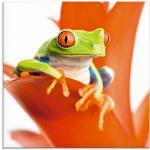 Orange Artland Acrylglasbilder mit Tiermotiv 20x20 