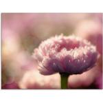 Pinke Zeitgenössische Artland Blumenglasbilder mit Gänseblümchen-Motiv Querformat 60x80 