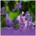 Lavendelfarbene Artland Lavendel Quadratische Blumenglasbilder mit Lavendel-Motiv aus Glas 30x30 