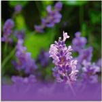 Lavendelfarbene Zeitgenössische Artland Lavendel Quadratische Blumenglasbilder mit Lavendel-Motiv 30x30 