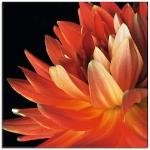 Rote Artland Quadratische Blumenglasbilder mit Dahlienmotiv aus Glas 50x50 