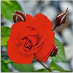 Rote Zeitgenössische Artland Blumenglasbilder 20x20 