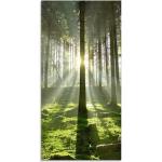 Grüne Artland Wald im Gegenlicht Acrylglasbilder aus Glas 30x60 
