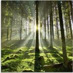 Grüne Artland Wald im Gegenlicht Glasbilder 30x30 