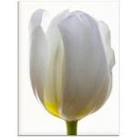 Weiße Artland Blumenglasbilder mit Tulpenmotiv aus Glas Hochformat 60x80 