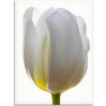 Weiße Zeitgenössische Artland Blumenglasbilder mit Tulpenmotiv Hochformat 60x80 