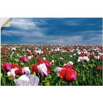 Bunte Zeitgenössische Artland Mohnblumenbilder mit Blumenmotiv Querformat 40x60 