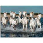 Weiße Pferde Bilder | kaufen Günstig | Trends online 2024