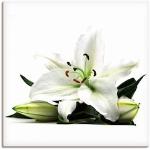 Weiße Blumenbilder | Trends 2024 Günstig online kaufen 