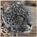 Graue Moderne Artland Leinwanddrucke mit Leopard-Motiv aus Metall handgemacht 70x70 