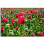 Pinke Zeitgenössische Artland Mohnblumenbilder mit Blumenmotiv Querformat 20x30 