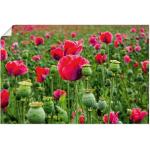 Pinke Zeitgenössische Artland Mohnblumenbilder mit Blumenmotiv Querformat 80x120 