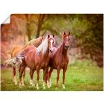 Pferde Bilder | Günstig online kaufen Trends 2024 