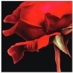 Wandbild ARTLAND "Rose" Bilder rot Kunstdrucke